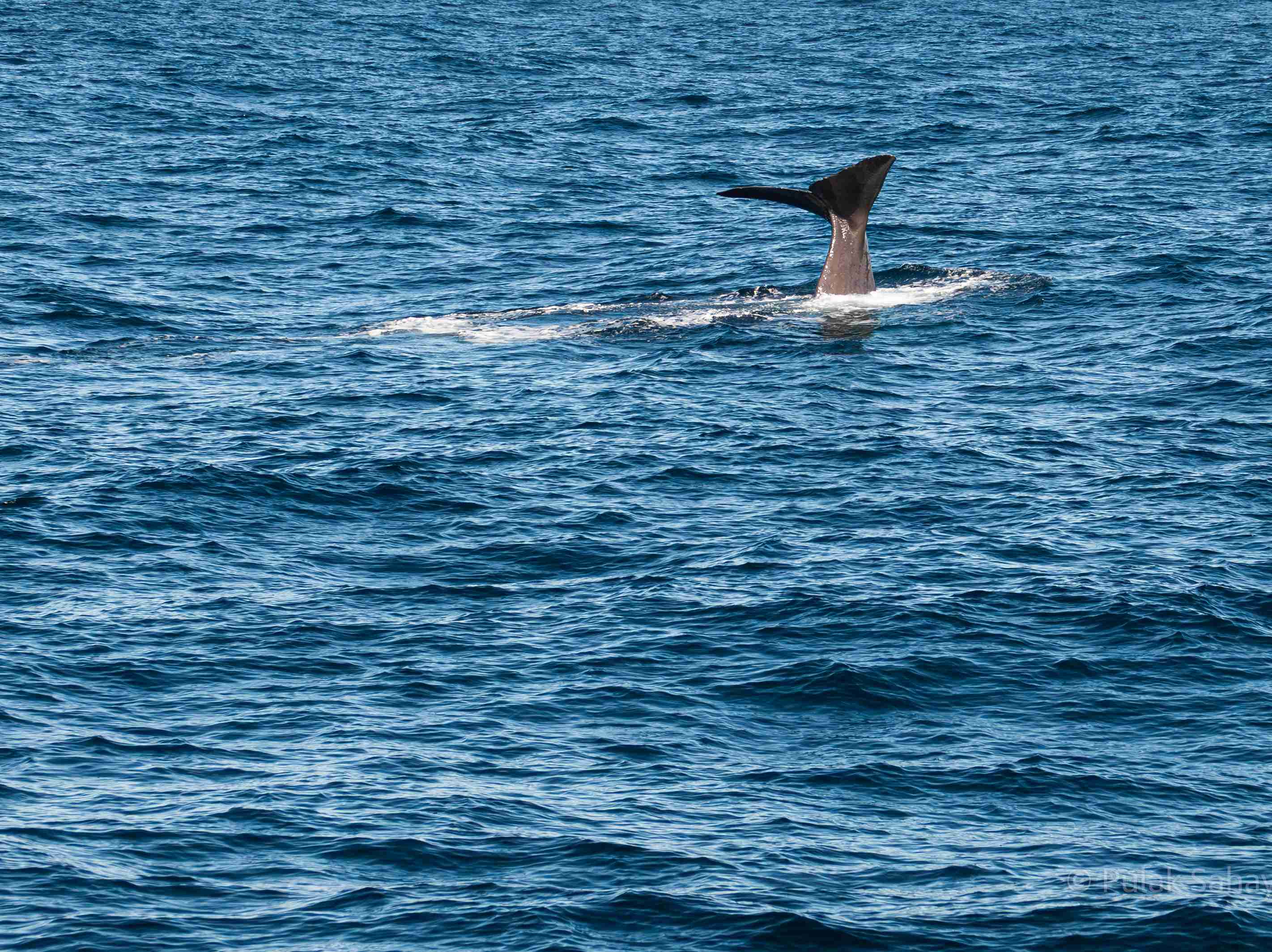 Whale fluke diving